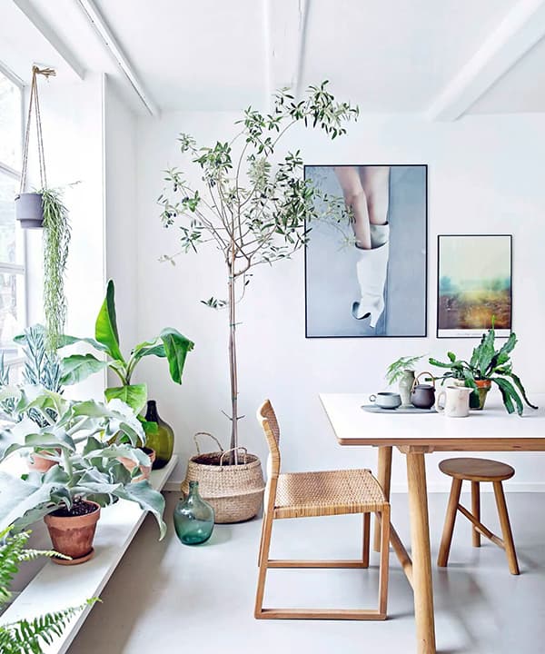 Bitkilerin yardımıyla apartmanda rahatlık yaratmak