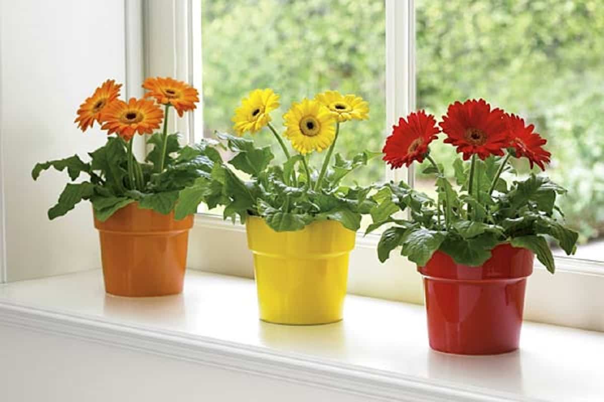 Piante da fiore per decorare la tua casa in primavera 