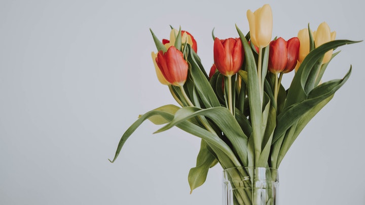 tulipas para decoração clássica