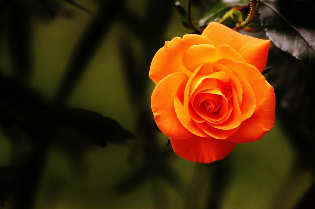 significado de rosas laranja