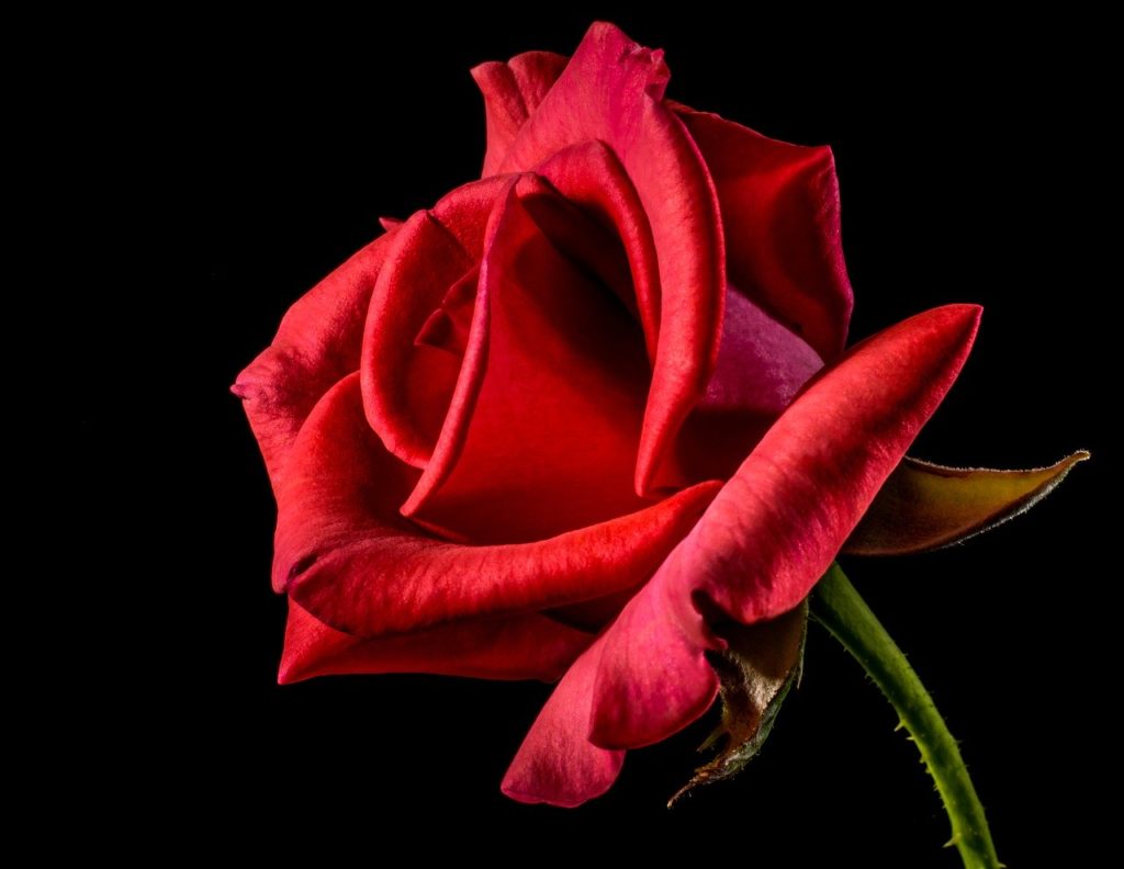 significado de rosas vermelhas
