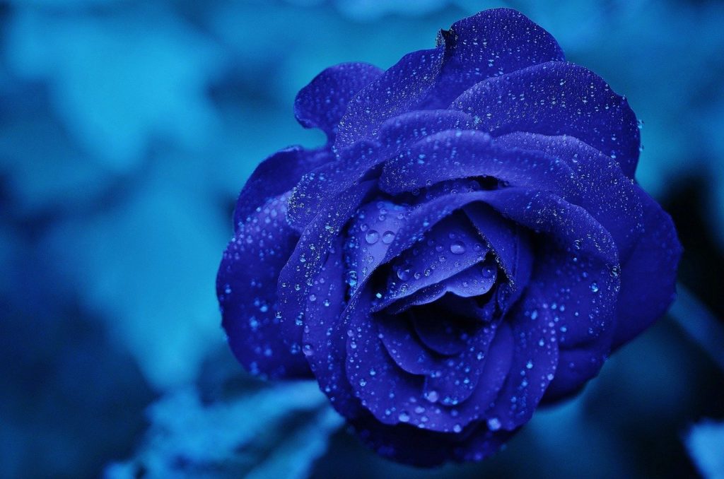 significado de rosas azuis