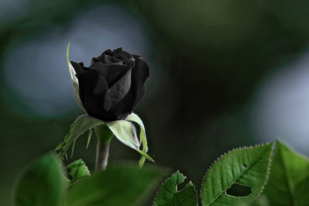 significado de rosas negras