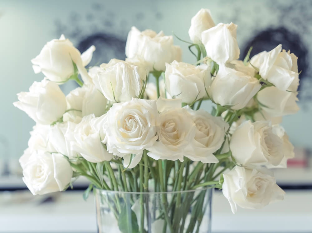 significado de rosas brancas